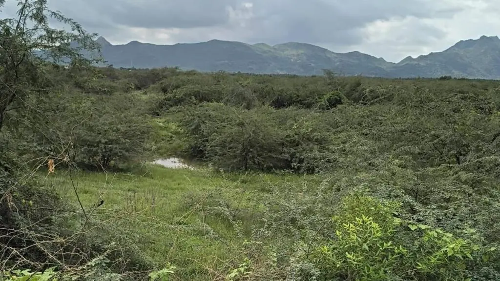 Sundarapandiyam farmers demand desilting of Periyakulam tank