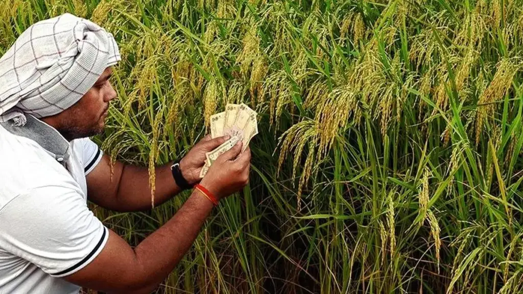 Premium paddy prices surge ₹1,000 above MSP on El Nino impact