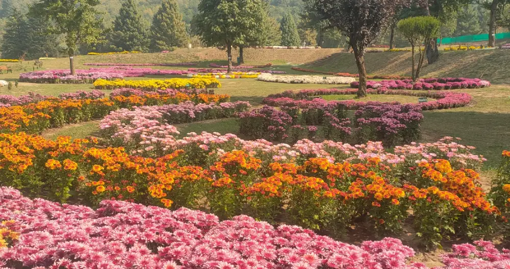 Kashmir opens Chrysanthemum Garden with 3.5 lakh flowering plants