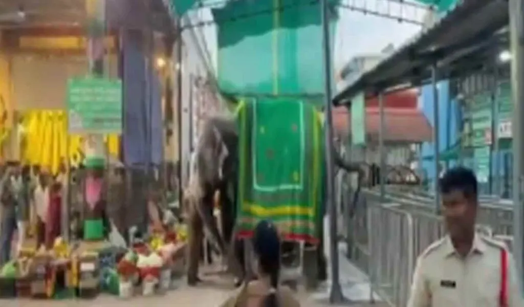 Tiruchanur temple elephant Srinidhi attacks caretaker