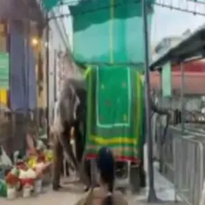 Tiruchanur temple elephant Srinidhi attacks caretaker