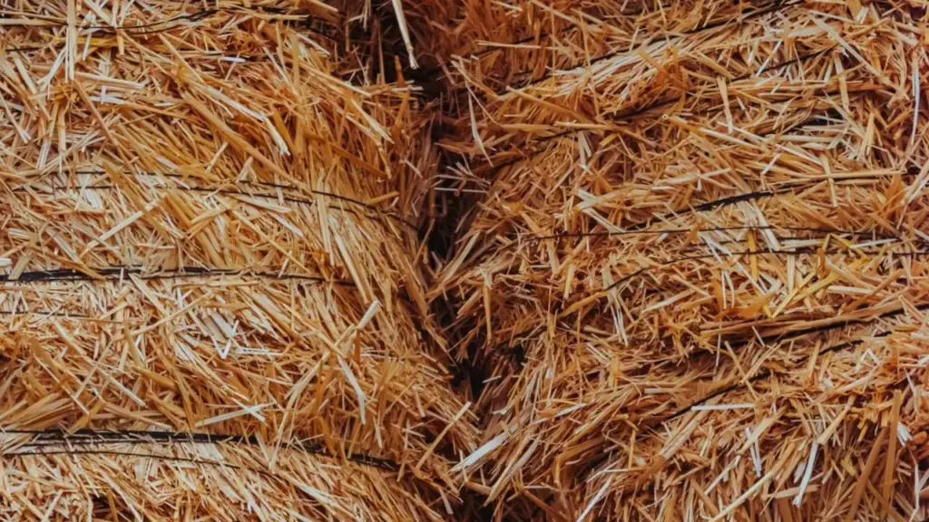 Nanded collector orders 50% crop residue for cattle feed