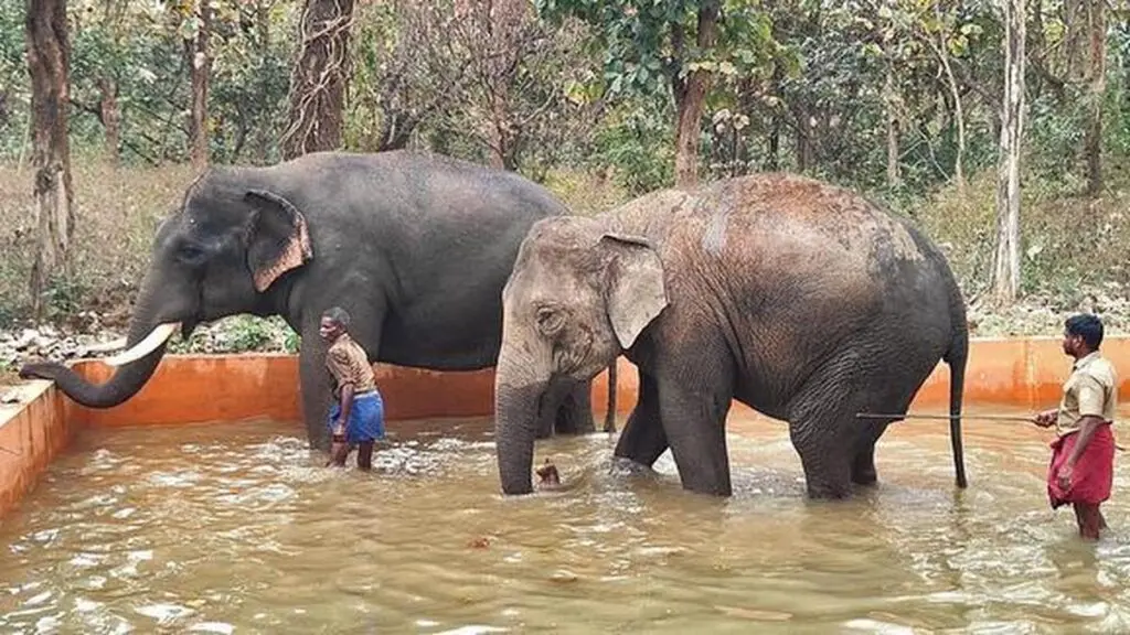 Chadivayal elephant camp opens to visitors from 16 October