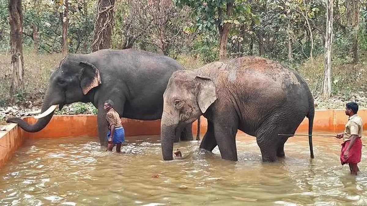 Chadivayal elephant camp opens to visitors from 16 October