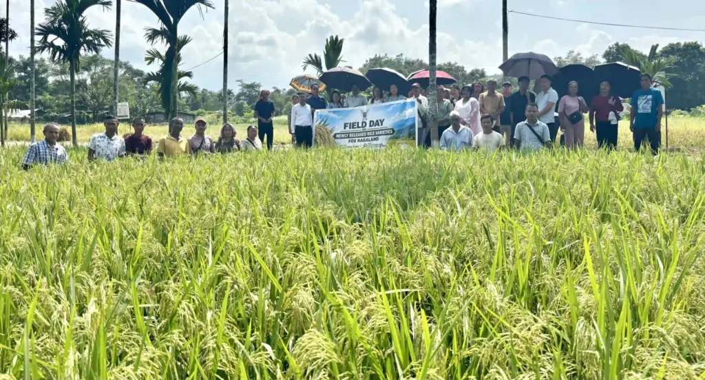 ICAR Nagaland showcases seven new rice varieties at field day
