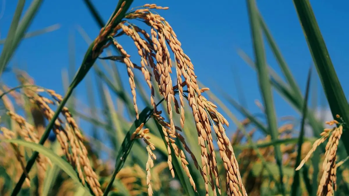 Bayer's DirectAcres rice programme crosses 2 lakh acres in India