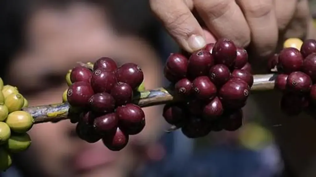 Specialty coffee reshapes India's coffee sector