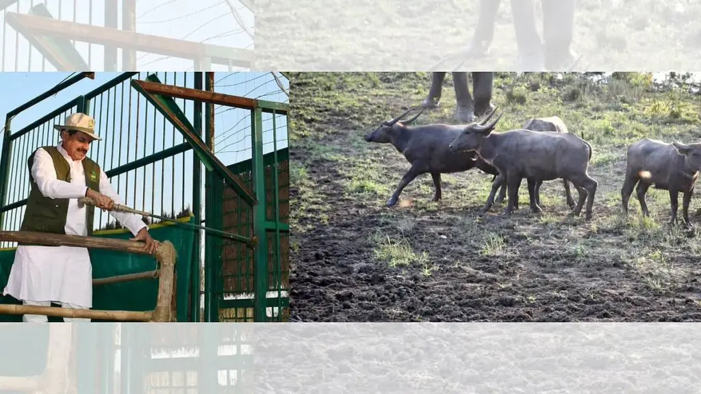 Eight wild buffaloes released in Kanha after century-long absence