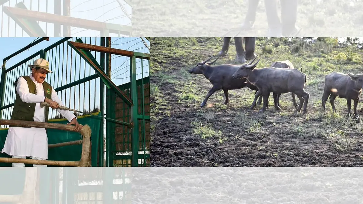Eight wild buffaloes released in Kanha after century-long absence