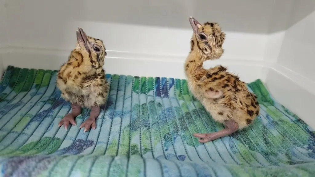 Captive-bred Great Indian Bustards set for wild release