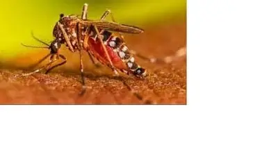 Lucknow reports 87 dengue cases in five days