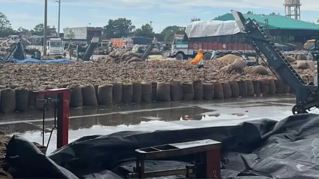 Heavy rain disrupts Punjab paddy procurement, red alert in 7 districts