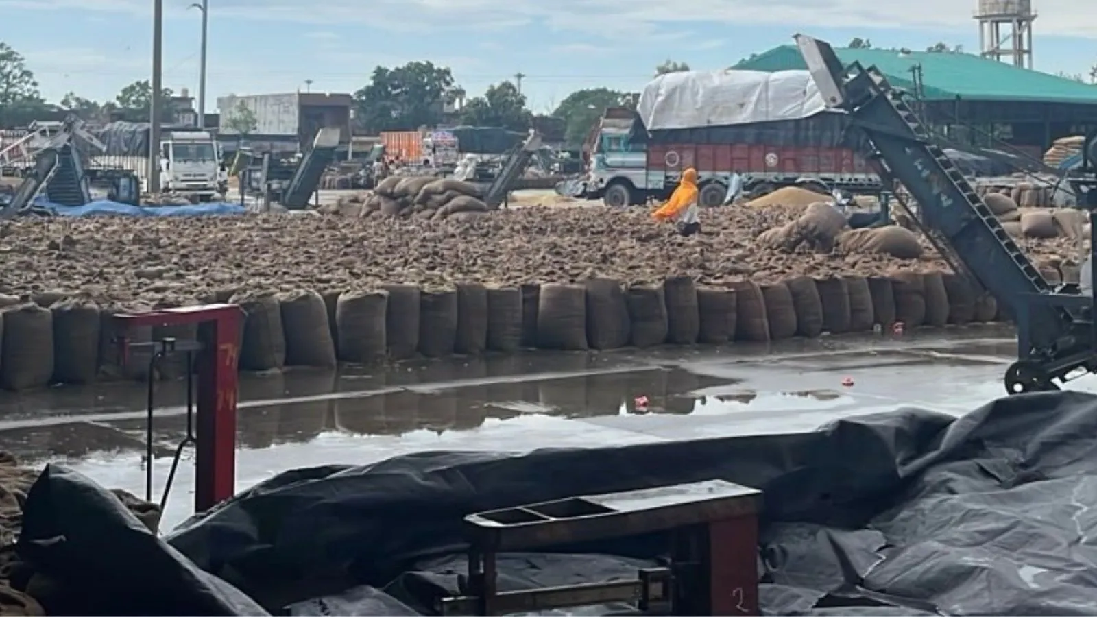 Heavy rain disrupts Punjab paddy procurement, red alert in 7 districts