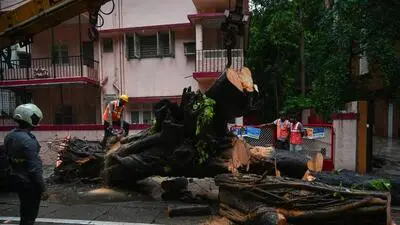 BMC drafts SOP to protect trees as 200 face axe in Mumbai