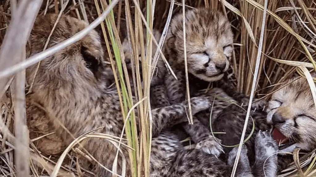 Aasha's cub found dead at Kuno, India's cheetah count drops to 59