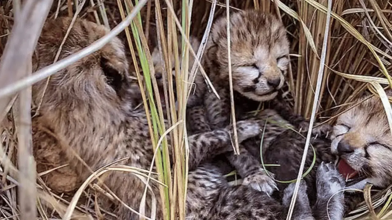 Aasha's cub found dead at Kuno, India's cheetah count drops to 59