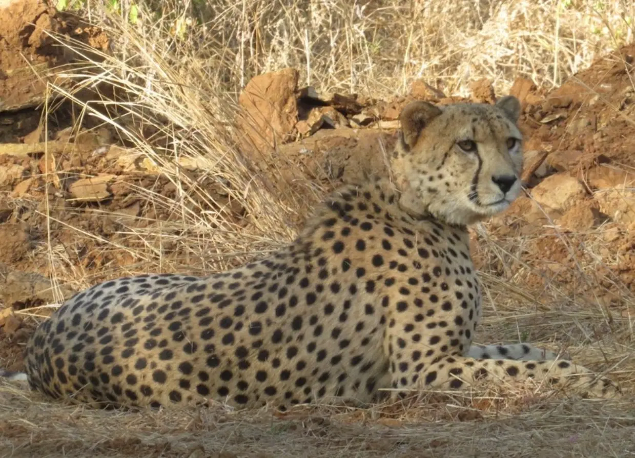 Kuno cheetah cub killed by traditional firearm, probe faults local staff