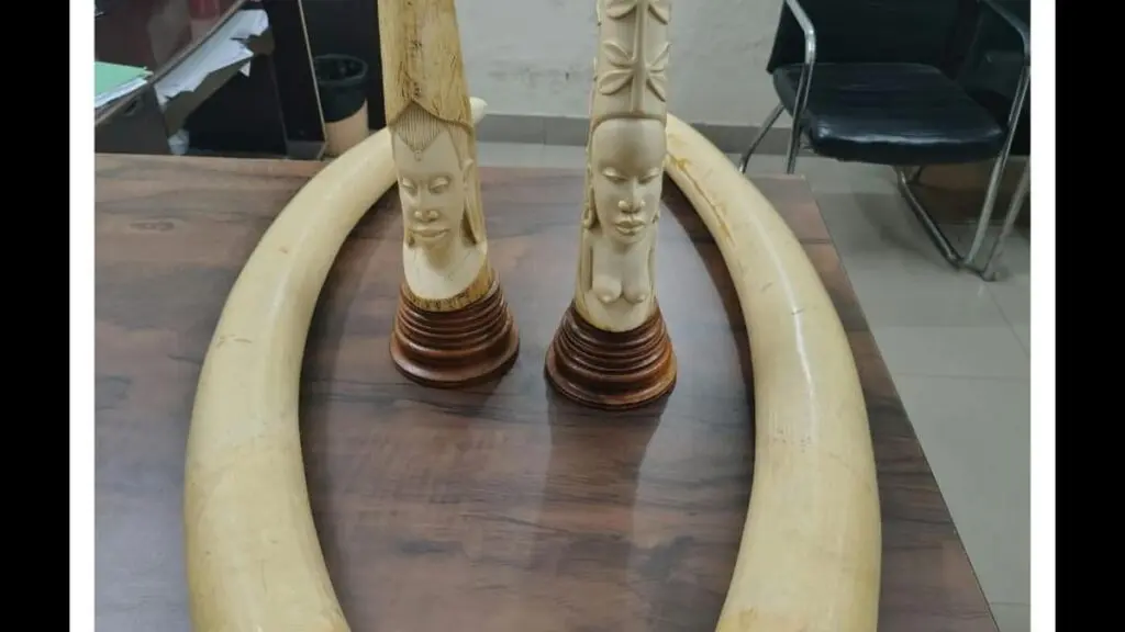 DRI seizes elephant tusks, ivory articles in Hyderabad