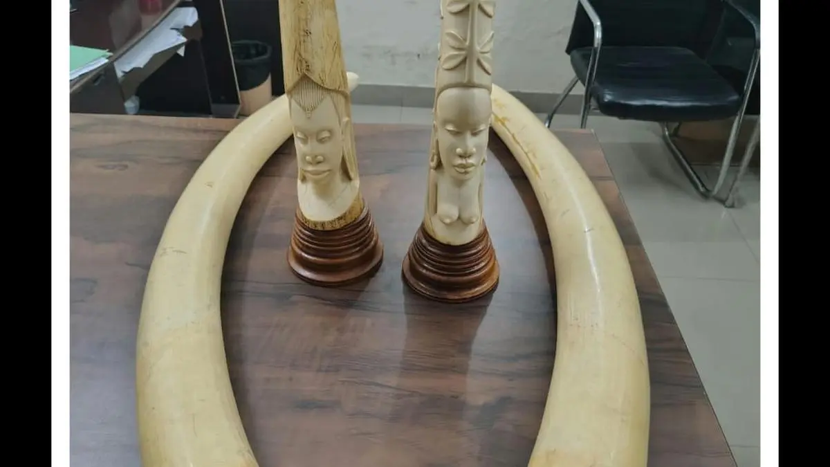 DRI seizes elephant tusks, ivory articles in Hyderabad