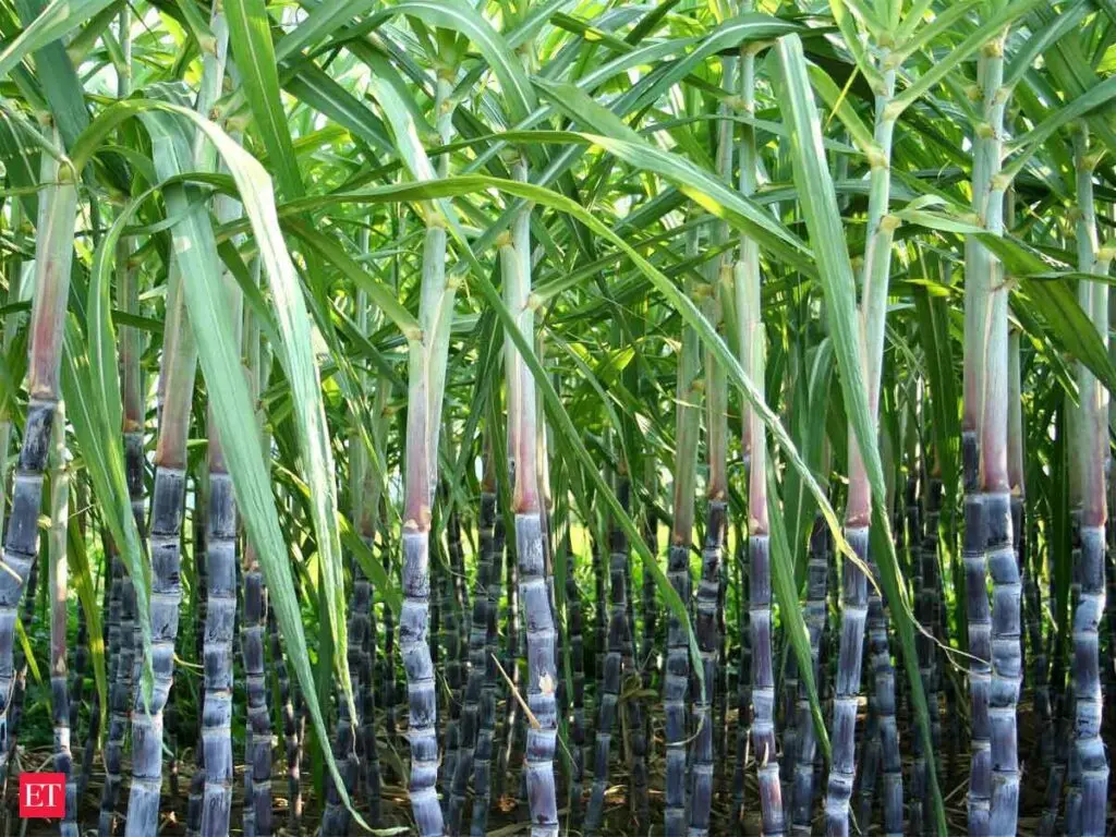 Centre to set up panel within a week for cane farmer grievances
