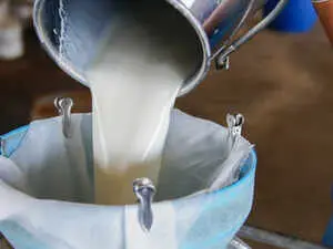 Karnataka Cabinet approves Rs 8 per litre milk price hike