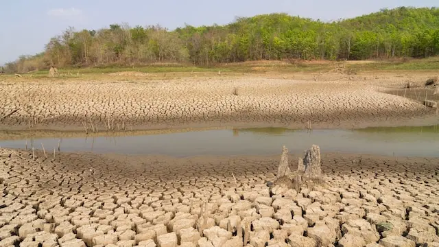 Maharashtra faces 22.79% green fodder deficit amid drought