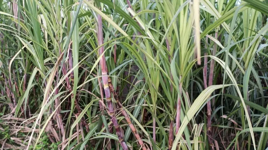 Tamil Nadu okays Rs 603 crore sugarcane incentive, Deepavali payout planned