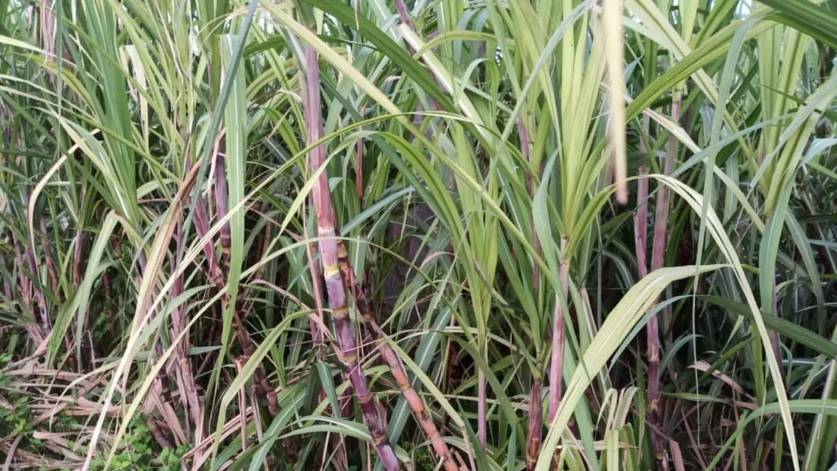 Tamil Nadu okays Rs 603 crore sugarcane incentive, Deepavali payout planned