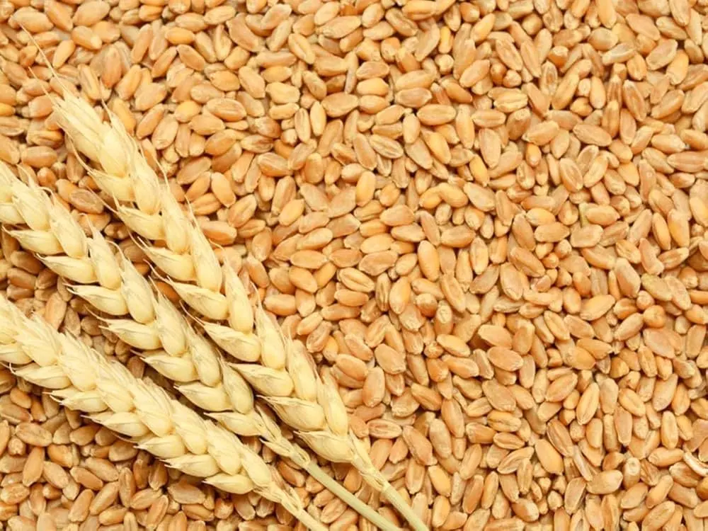 Himachal farmers to get wheat seed at Rs 33/kg, Rs 3 costlier