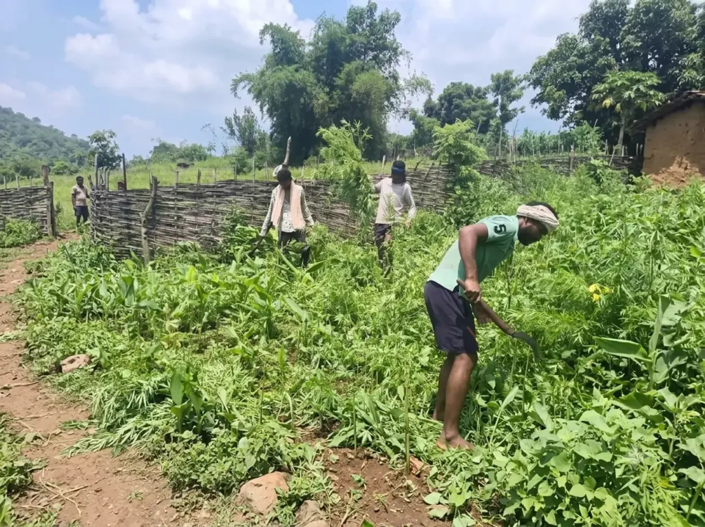 Odisha villagers destroy cannabis crop, seek government livelihood aid