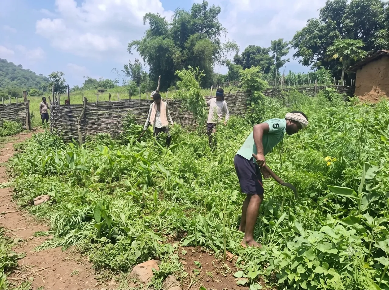 Odisha villagers destroy cannabis crop, seek government livelihood aid
