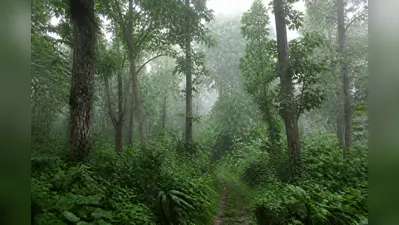 Gauhati HC seeks Assam, Arunachal response on forest encroachments