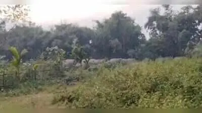 Assam minister offers Rs 6 lakh aid after elephant kills three