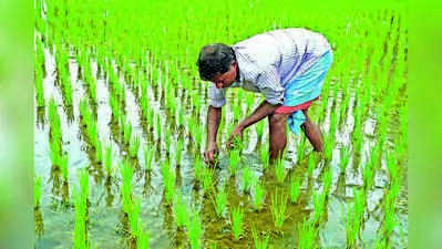 Bihar extends rice miller registration deadline to 15 Nov