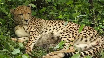 Indian-born cheetah KJP21 gives birth to five cubs at Kuno