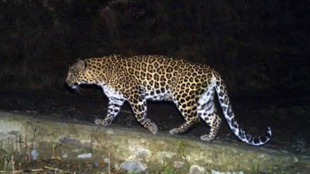 Leopard found dead in snare on Maval farmland, probe opened