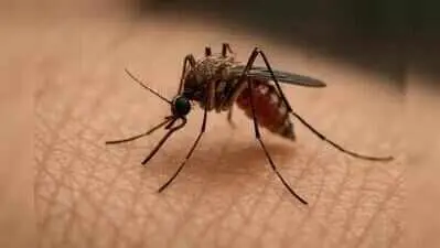 TN launches India's first dengue vaccination pilot in Kadayanallur