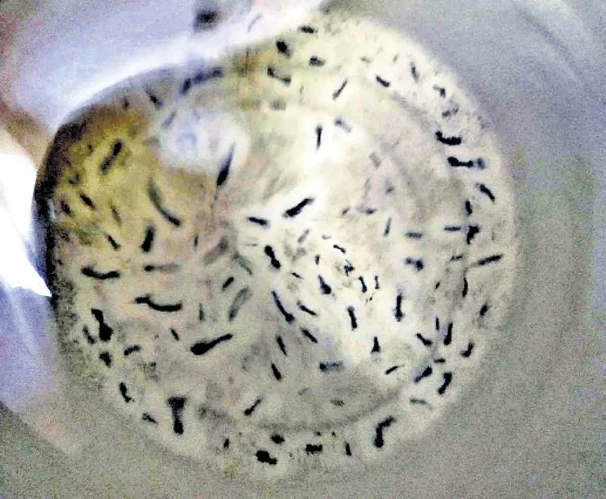 Chennai’s Nesapakkam residents find worms in Metro Water for two months