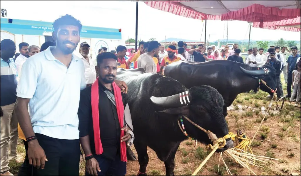 Dasara Kambala debut with medal-winning buffaloes in Mysuru