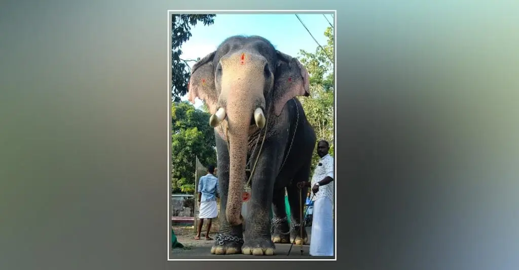 Tusker Pallatt Brahmadathan dies after lightning strike in Kerala