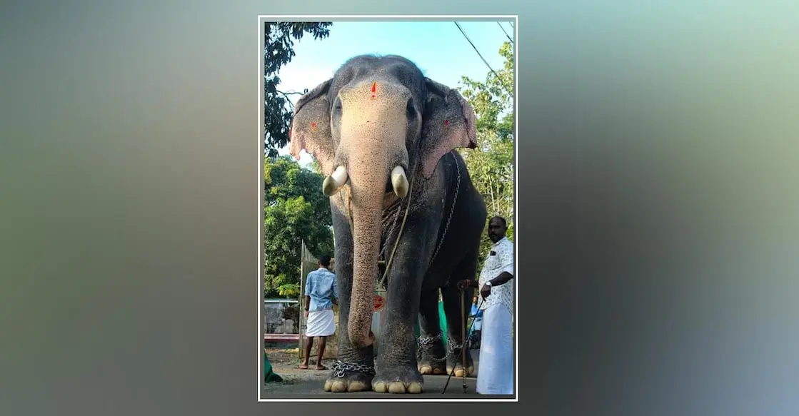 Tusker Pallatt Brahmadathan dies after lightning strike in Kerala