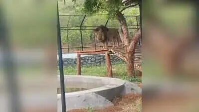 Vandalur zoo lion safari to shut for 20 days from Oct 14