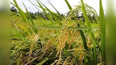 Goa experts urge early rabi sowing, low-water crops