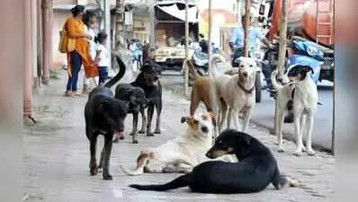 Two states face separate legal fights over stray dog shelters