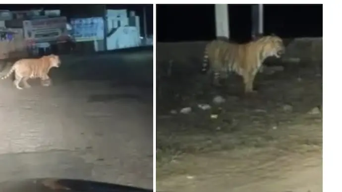 Tiger from Sariska strays into Alwar town, traffic halted
