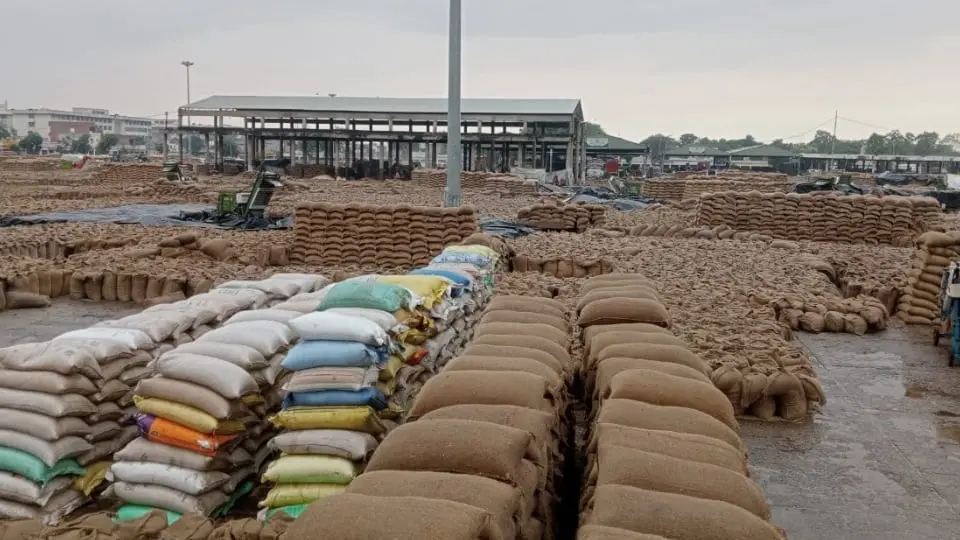Punjab yellow alert: rain, storm risk for 34 lakh tonne paddy