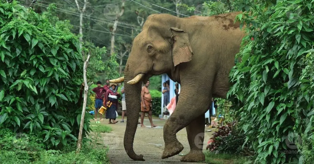 Kerala doubles wildlife crop-loss compensation, removes cap