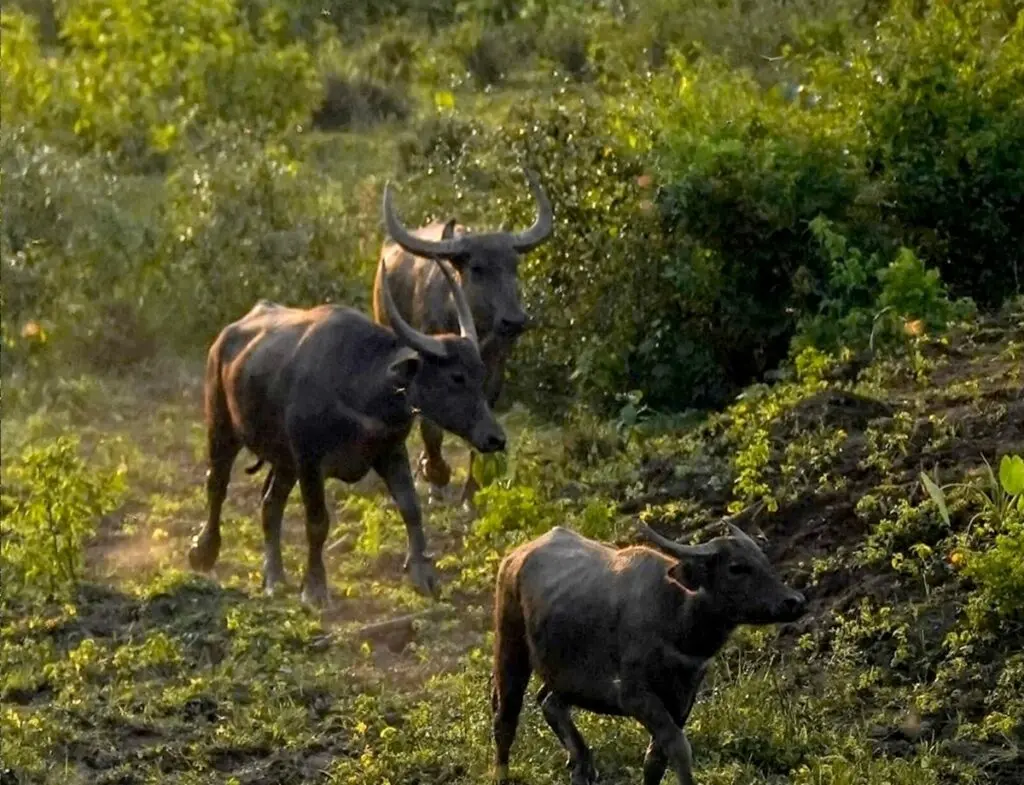 MP CM releases 8 wild buffaloes in Kanha Tiger Reserve