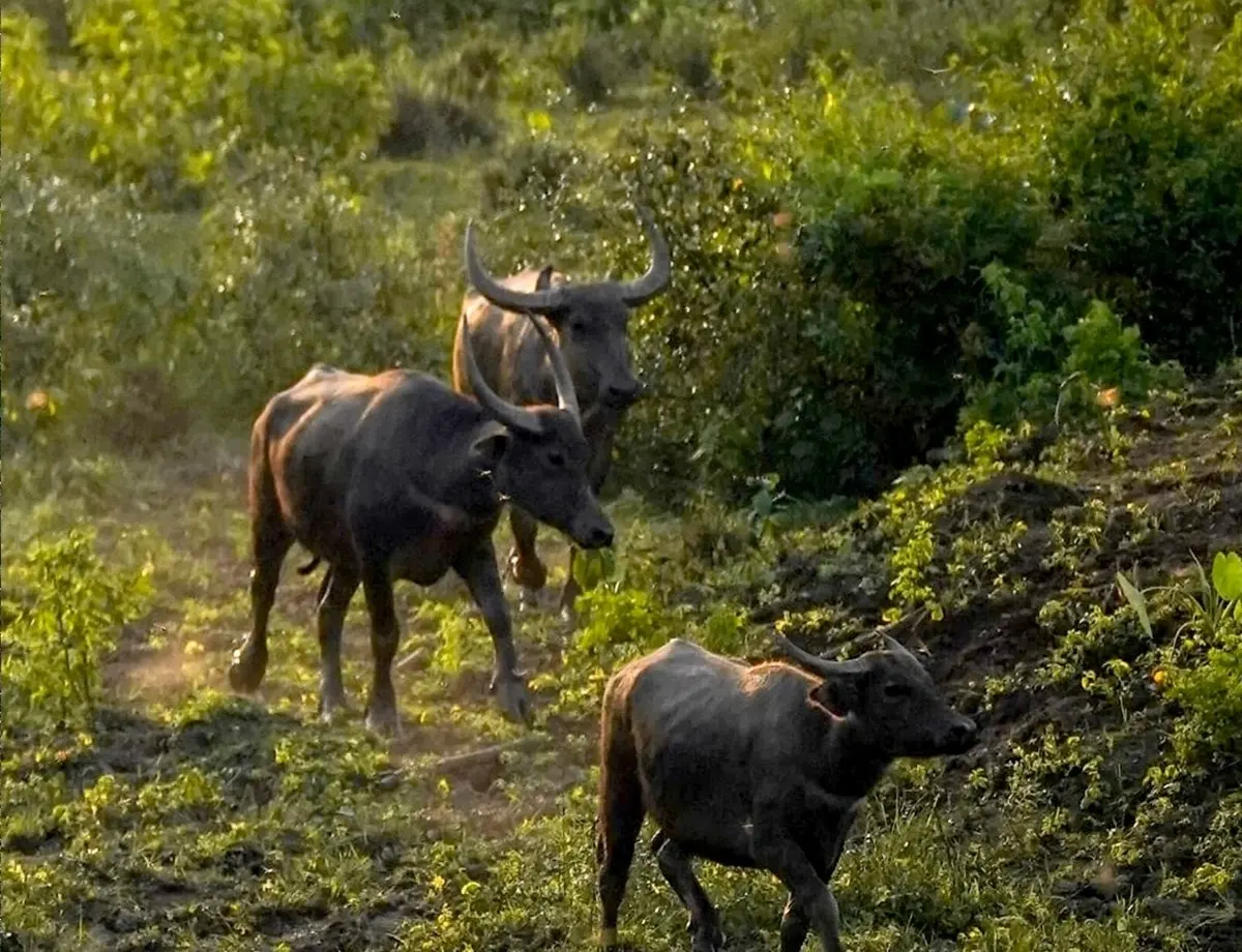 MP CM releases 8 wild buffaloes in Kanha Tiger Reserve