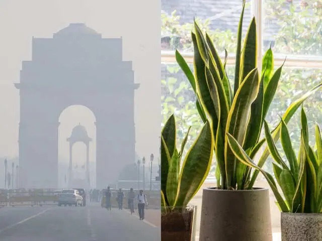 Nine plants that clean indoor air as Delhi AQI hits 244